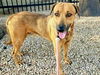 adoptable Dog in , AZ named JETHRO