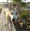 adoptable Dog in  named TRINA