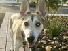 adoptable Dog in mesa, AZ named TRINA
