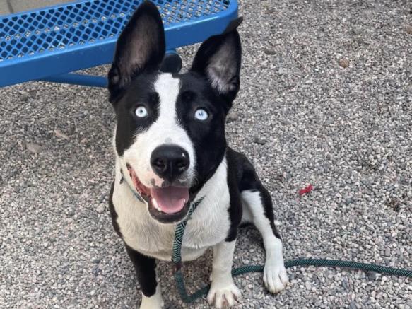 adoptable Dog in Mesa, AZ named STORMI