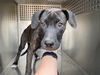 adoptable Dog in  named NITO