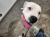 adoptable Dog in  named LUNA