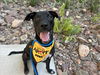 adoptable Dog in  named KODA