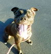 adoptable Dog in  named SASKIA