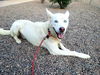 adoptable Dog in  named MIGO