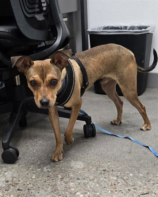 adoptable Dog in Mesa, AZ named MOTHMAN