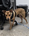 adoptable Dog in  named MOTHMAN