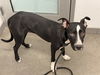 adoptable Dog in  named LADLE