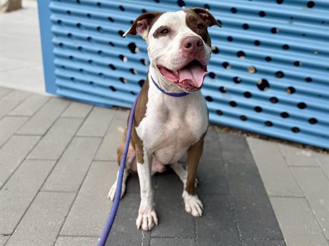 adoptable Dog in Mesa, AZ named BRONSON