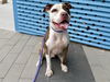 adoptable Dog in  named BRONSON