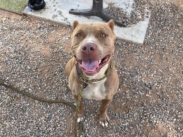 adoptable Dog in Mesa, AZ named CORALINE