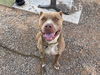 adoptable Dog in  named CORALINE