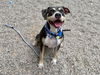 adoptable Dog in  named NOVA