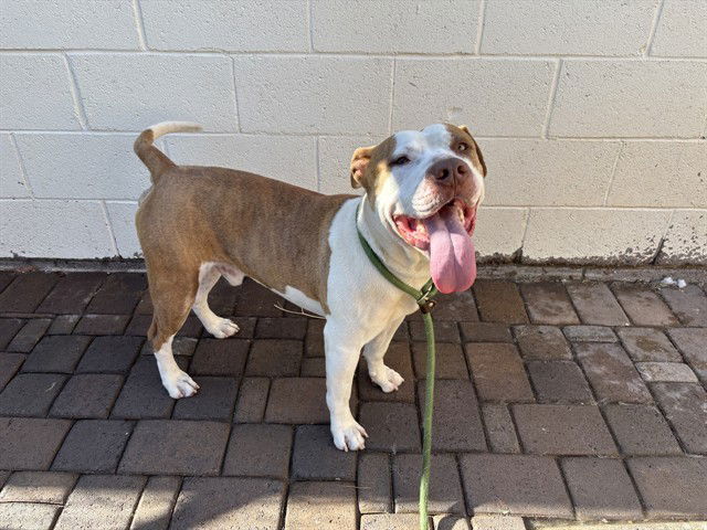 adoptable Dog in Mesa, AZ named BEEFY CAKE
