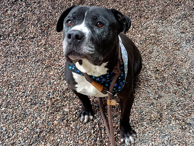adoptable Dog in Mesa, AZ named DON JOSE