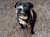 adoptable Dog in  named DON JOSE