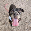 adoptable Dog in mesa, AZ named DON JOSE