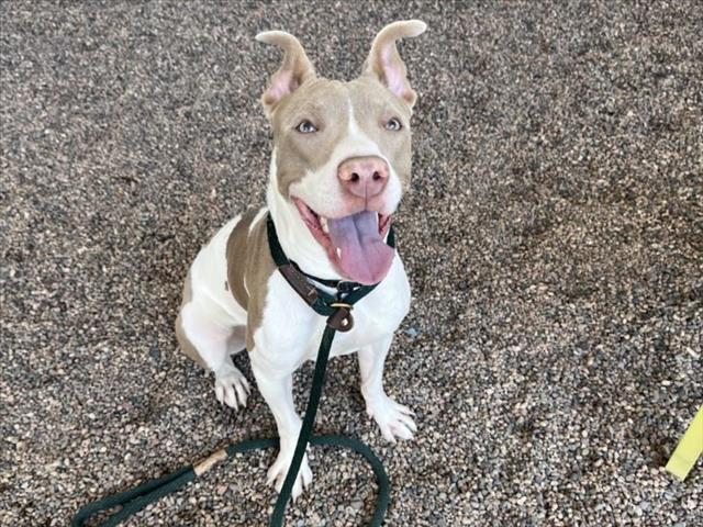 adoptable Dog in Mesa, AZ named SHIRLEY