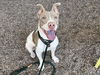 adoptable Dog in  named SHIRLEY