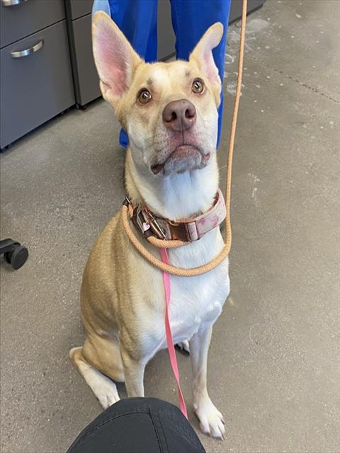 adoptable Dog in Mesa, AZ named ANGEL