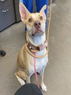 adoptable Dog in  named ANGEL