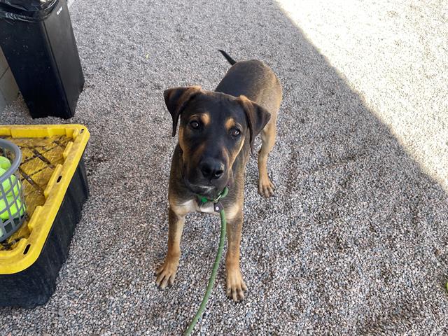 adoptable Dog in Mesa, AZ named HAN