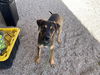 adoptable Dog in  named HAN