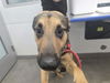 adoptable Dog in mesa, AZ named STANLEY