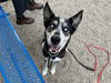 adoptable Dog in Mesa, AZ named ELIZA