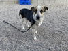 adoptable Dog in  named COURAGE