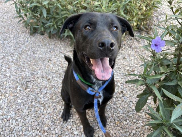 adoptable Dog in Mesa, AZ named KIRK