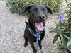 adoptable Dog in  named KIRK