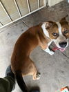 adoptable Dog in  named REX