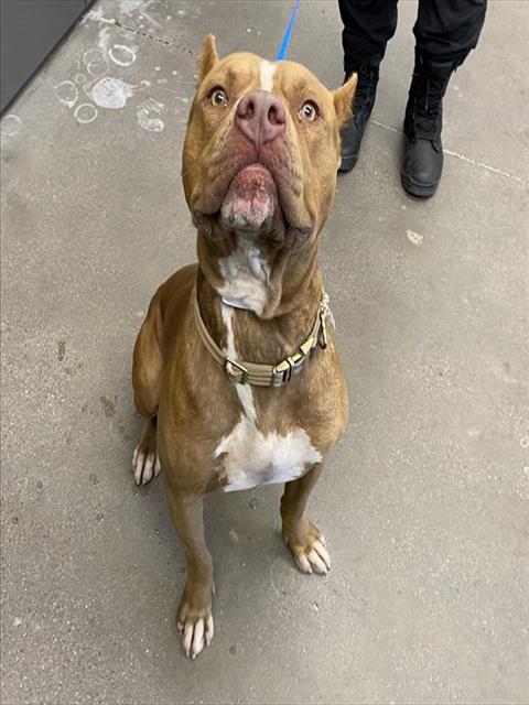 adoptable Dog in Mesa, AZ named MARCO