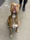 adoptable Dog in  named MARCO