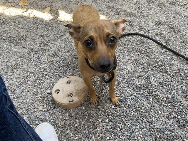 adoptable Dog in Mesa, AZ named CARDY