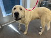 adoptable Dog in  named BELVEDERE