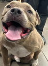 adoptable Dog in  named ROMAN