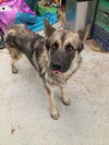 adoptable Dog in  named THEO