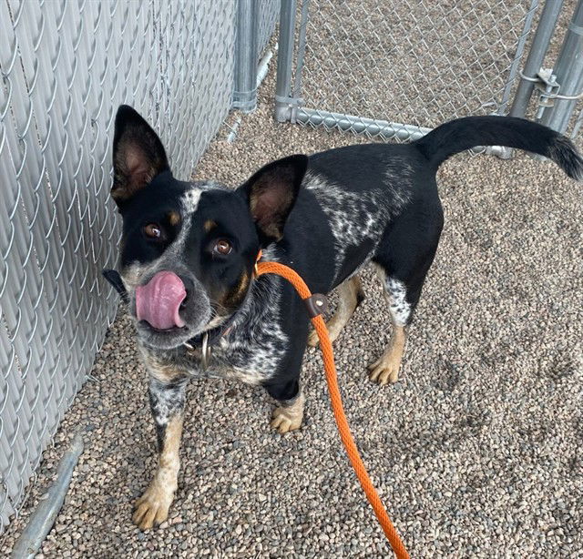 adoptable Dog in Mesa, AZ named RAMSEY