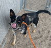 adoptable Dog in  named RAMSEY