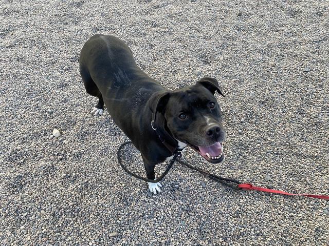 adoptable Dog in Mesa, AZ named LACIE