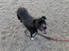 adoptable Dog in  named LACIE