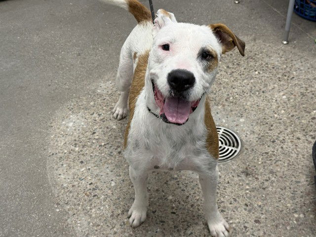 adoptable Dog in Mesa, AZ named SHIRLEE