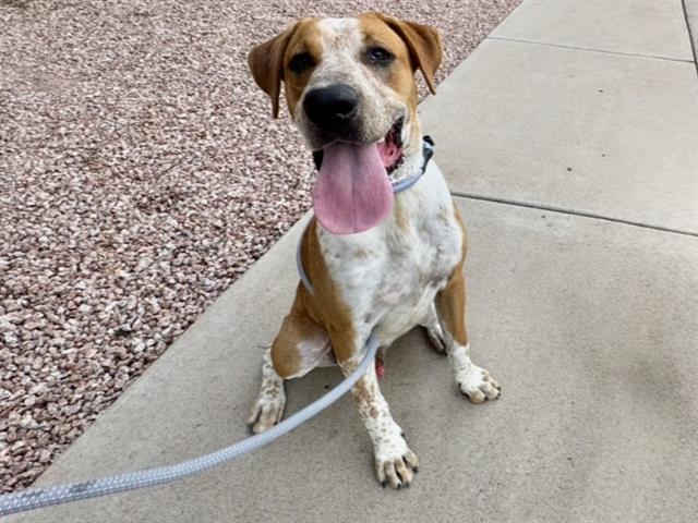 adoptable Dog in Mesa, AZ named BRUCE