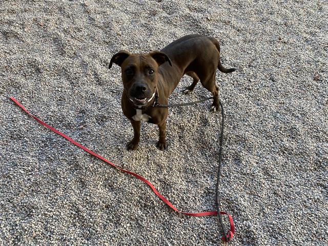 adoptable Dog in Mesa, AZ named TURNIP