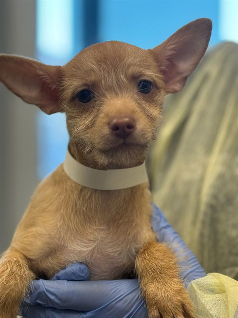 adoptable Dog in Mesa, AZ named JINNY