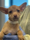 adoptable Dog in  named JINNY