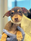 adoptable Dog in  named NEVILLE