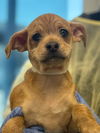 adoptable Dog in  named TONKS